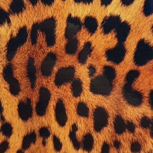 Apsauginė plėvelė Evelatus Universal Leopard Colorful Film for Screen Cutter 